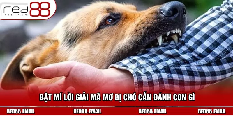 Mơ Bị Chó Cắn Đánh Con Gì Từ Góc Nhìn Chuẩn Xác RED88 Bật mí lời giải mã mơ bị chó cắn đánh con gì