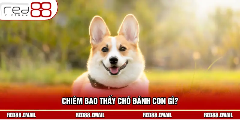 Giải Mã Nằm Mơ Thấy Chó: Điềm Báo Gì Và Nên Đánh Số Mấy? Chiêm bao thấy chó đánh con gì?