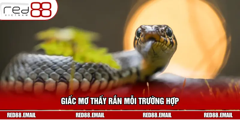 Mơ Thấy Rắn Đánh Con Gì? Giải Mã Giấc Mơ Chuẩn Xác Nhất Giấc mơ thấy rắn mỗi trường hợp